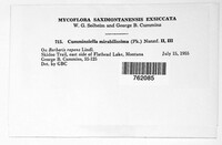 Cumminsiella mirabilissima image